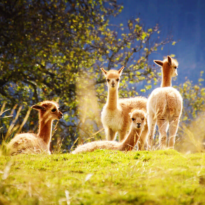 sacred valley alpacas