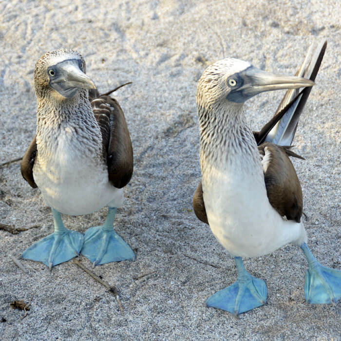 galapagos blue footed boobies