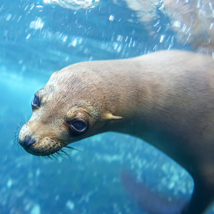 snorkeling with sea lions back and pack galapagos