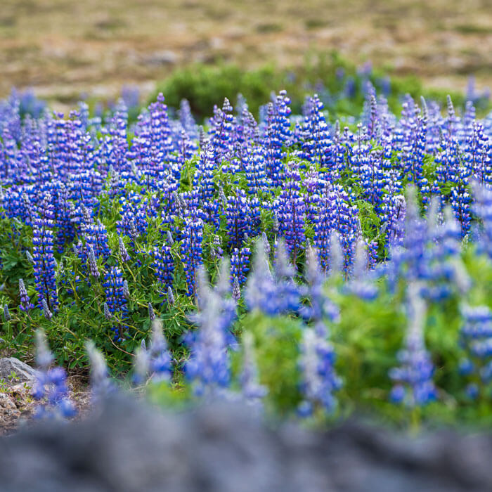 iceland wildflowers