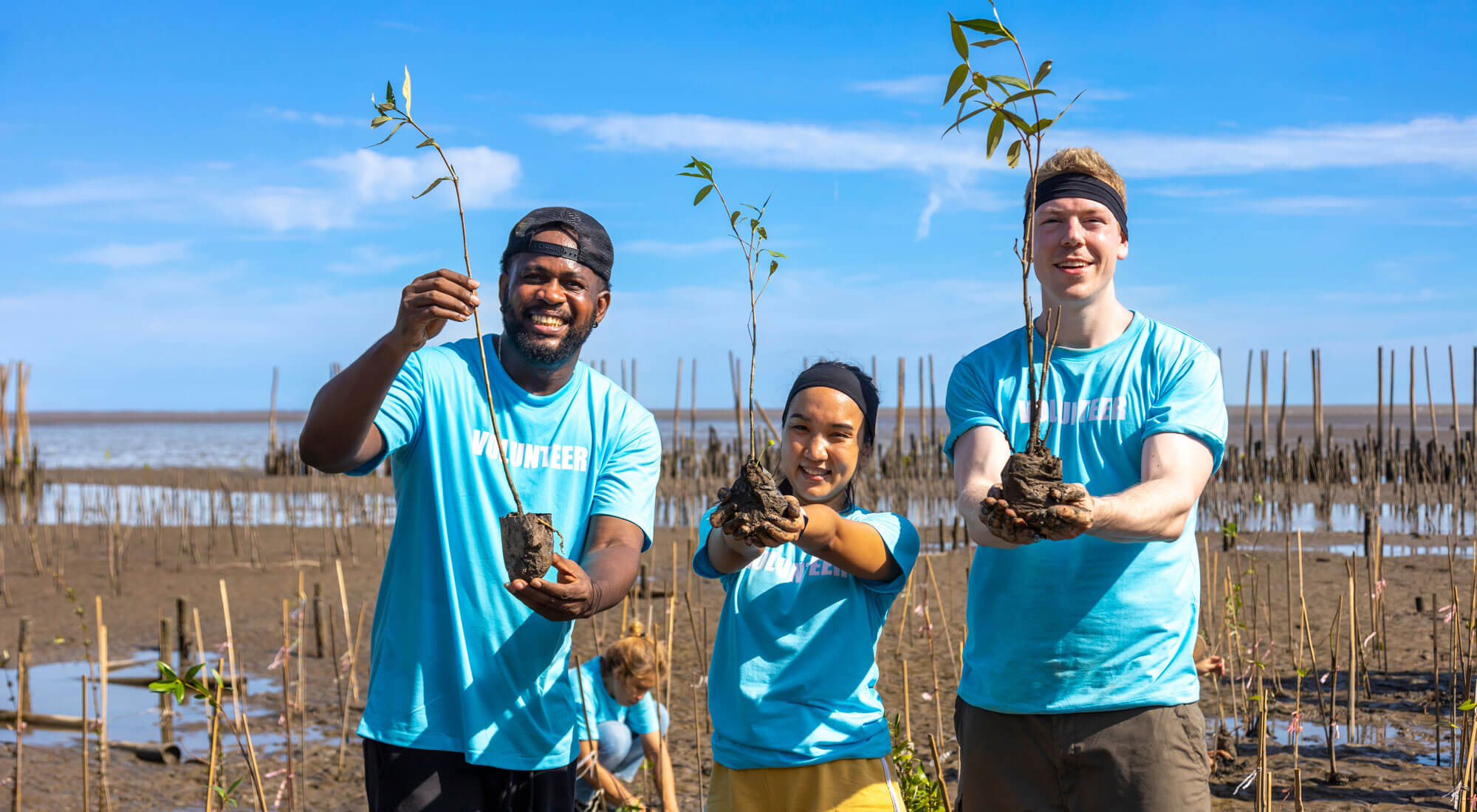 volunteers planting mangroves ethical volunteering