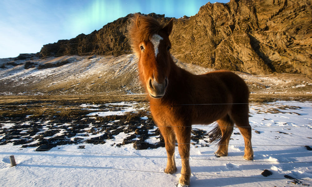 icelandic horse northern lights